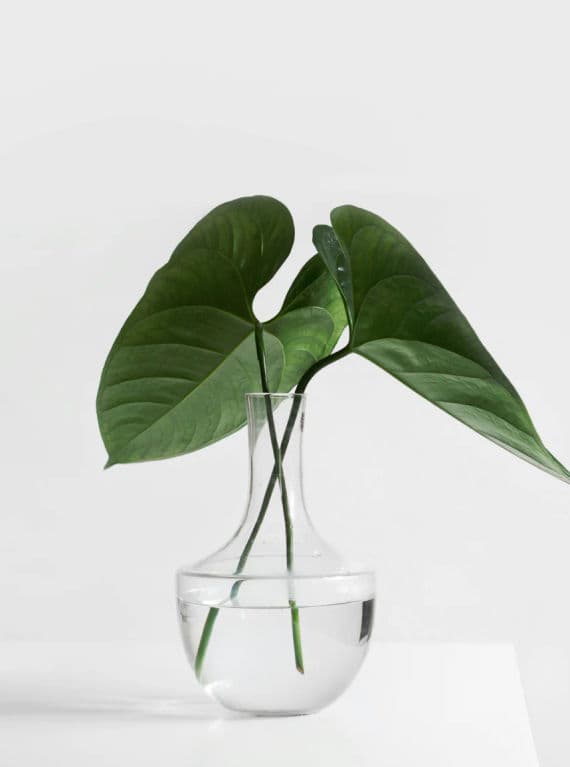 Serenity Health
