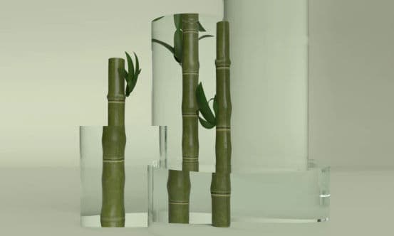 Bamboo