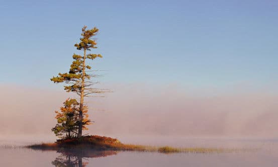 Pine