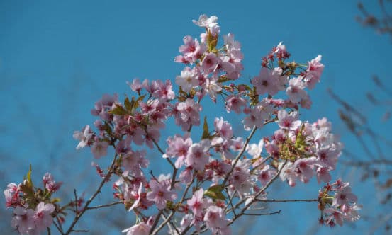 Sakura